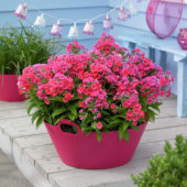Phlox FlameĀ® Coral Phlox FlameĀ® Coral