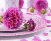 Dahlia Happy Hour ® Dahlia Happy Hour ®