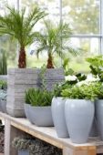 Indoor plants display