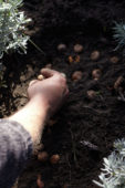 Bloembollen planten