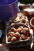 Bakje met bollen