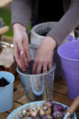 Bollen planten