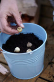 Bollen planten