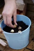 Bollen planten