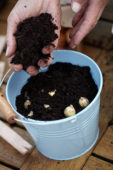 Bollen planten