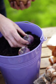 Bollen planten