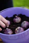 Bollen planten