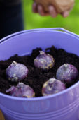 Bollen planten