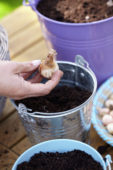 Bollen planten