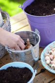 Bollen planten