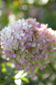 Hydrangea paniculata Limelight