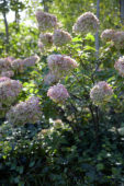 Hydrangea paniculata Limelight