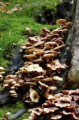 Mushrooms in woods