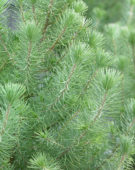 Pinus pinea Silver Crest