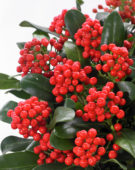 Skimmia japonica ‘Moerings 6’ PBR Red Berry Bee