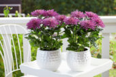 Chrysanthemum Anastasia Lilac