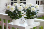 Chrysanthemum Anastasia