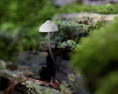 Mushroom in woods