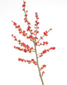 Ilex verticillata