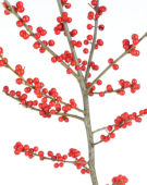 Ilex verticillata