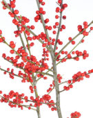 Ilex verticillata