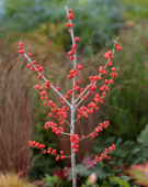 Ilex verticillata