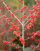 Ilex verticillata