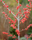 Ilex verticillata
