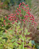 Rosa multiflora Plenty ®