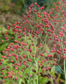 Rosa multiflora Plenty ®