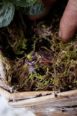 Hyacinthus bol