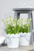 Muscari aucheri White Magic