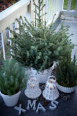 Christmas trees on patio