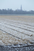 Snowy bulb fields