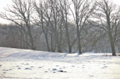 Winter beeld