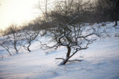 Winter beeld