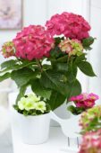 Hydrangea, Primula