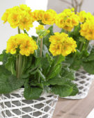 Primula geel