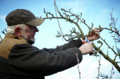 Pruning pear tree