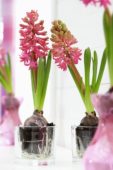 Hyacinthus bollen