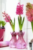 Hyacinthus bollen