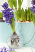 Hyacinthus bulb