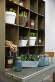 Plants in old cabinet