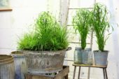 Grasses in containers