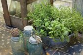 Mixed herbs in container