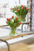 Tulips in vases