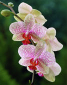 Phalaenopsis white
