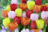 Tulipa triumph mix