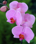 Phalaenopsis pink