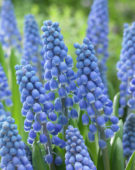 Muscari Big Smile® Muscari Big Smile®